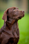 Labrador Retriever Portrait