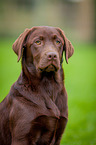 Labrador Retriever Portrait