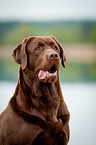 Labrador Retriever Portrait