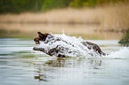 Labrador Retriever at the water