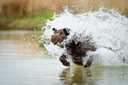 Labrador Retriever at the water
