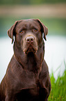 Labrador Retriever Portrait