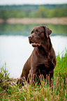 sitting Labrador Retriever