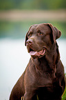 Labrador Retriever Portrait