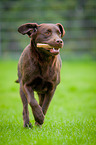 running Labrador Retriever