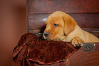 Labrador Retriever Puppy