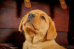 Labrador Retriever Portrait