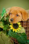 Labrador Retriever Portrait