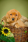 Labrador Retriever Puppy