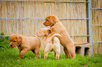 Labrador Retriever Puppies