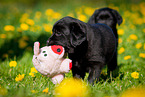 walking Labrador Retriever