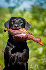 Labrador Retriever Portrait