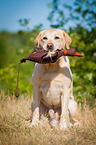 sitting Labrador Retriever