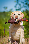 Labrador Retriever Portrait