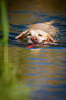 swimming Labrador Retriever