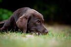 lying Labrador Retriever