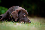 lying Labrador Retriever