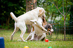 dog obedience school