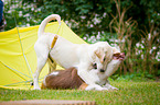 dog obedience school