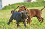 Labrador Retriever Puppies