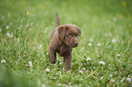 Labrador Retriever Puppy