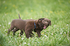 Labrador Retriever Puppies