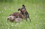 playing Labrador Retriever