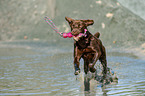 playing Labrador Retriever