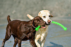 2 Labrador Retriever