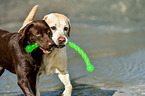 2 Labrador Retriever