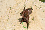 lying Labrador Retriever