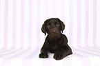 lying Labrador Retriever Puppy