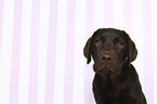 Labrador Retriever Portrait