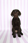 sitting Labrador Retriever Puppy