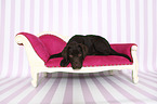 lying Labrador Retriever Puppy