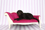 lying Labrador Retriever Puppy