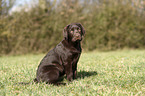 sitting Labrador Retriever Puppy