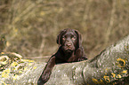 lying Labrador Retriever Puppy
