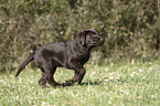 running Labrador Retriever Puppy