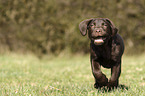 running Labrador Retriever Puppy