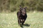 running Labrador Retriever Puppy