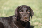 Labrador Retriever Portrait