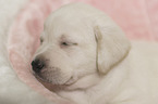 Labrador Retriever Puppy