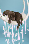 Labrador Retriever Puppy