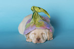 Labrador Retriever Puppy
