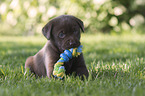 Labrador Retriever Puppy