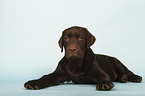 lying Labrador Retriever