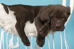 Labrador Retriever Puppy