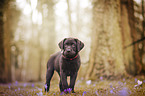 Labrador Puppy