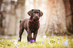 Labrador Puppy